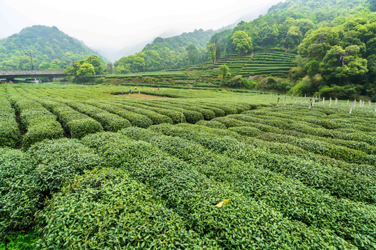 茶叶茶园