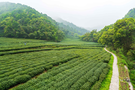 茶叶茶园