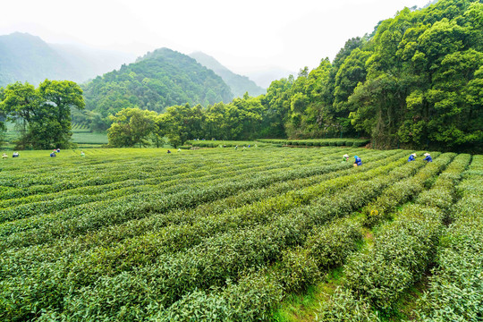 茶叶茶园