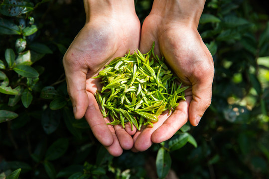 手捧茶叶