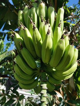 香蕉树上的果实