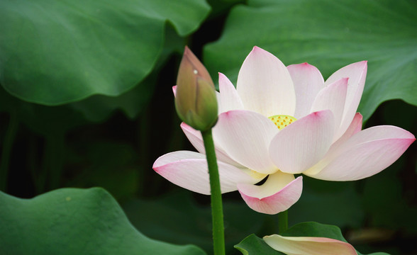 荷花