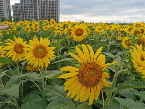 向日葵花海