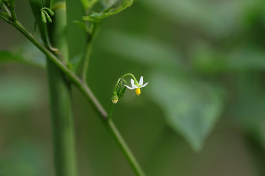 龙葵花