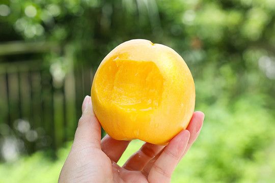 黄金油桃