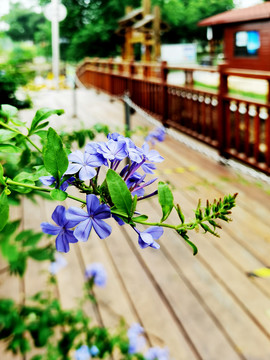 蓝雪花