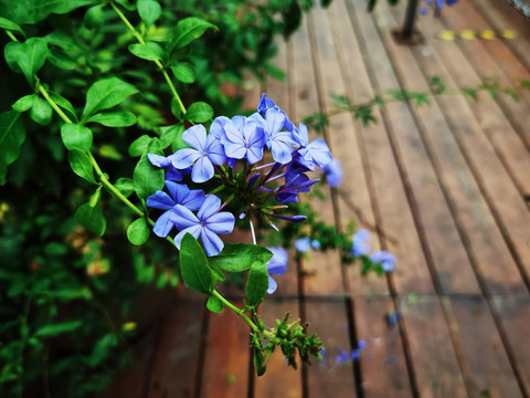 蓝雪花