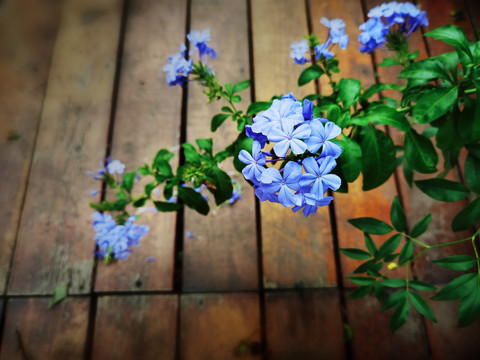 蓝雪花
