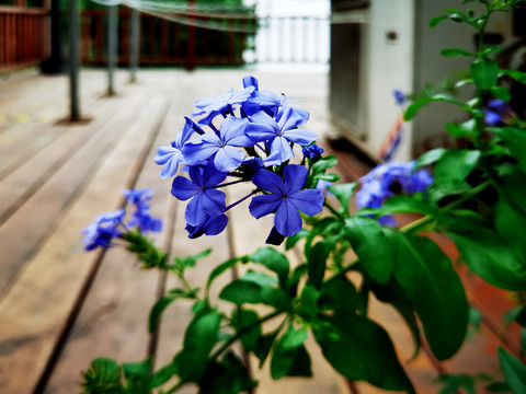 蓝雪花