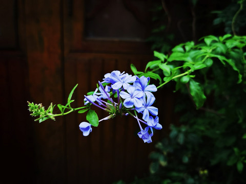 蓝雪花