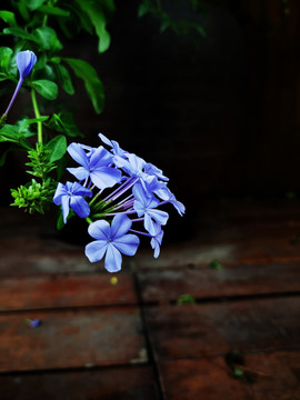 蓝雪花