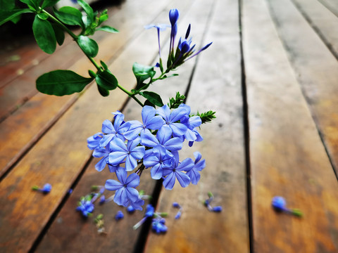 蓝雪花