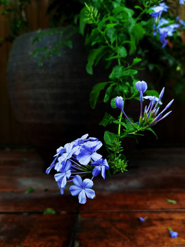 蓝雪花