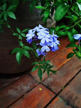 蓝雪花