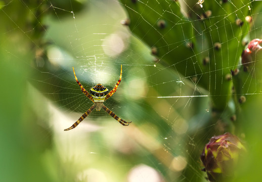 蜘蛛网上的美丽蜘蛛
