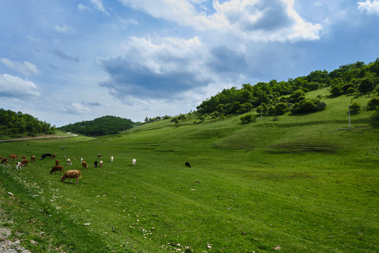 草原牧场和牛羊