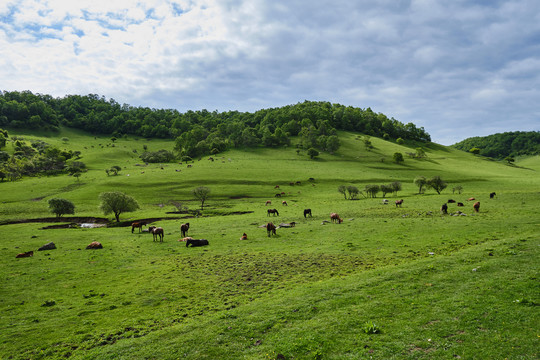 草原牧场和牛羊