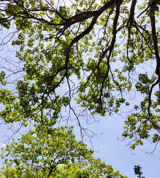 空中绿树枝