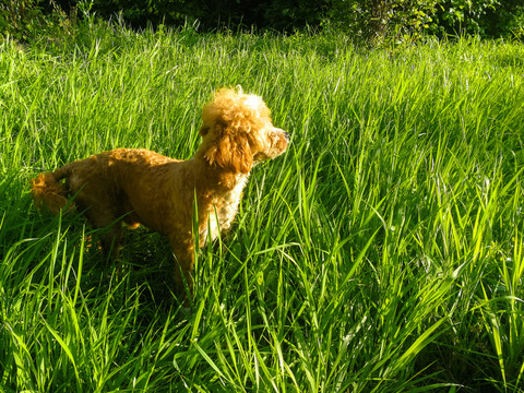 草丛中的小狗