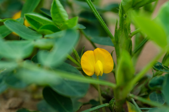 田野里开花的花生