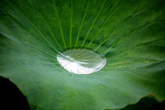 水珠荷叶