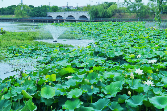 南京江宁九龙湖