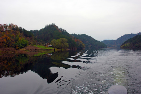 龙湖候鸟N