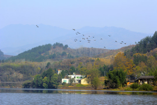 龙湖候鸟OL