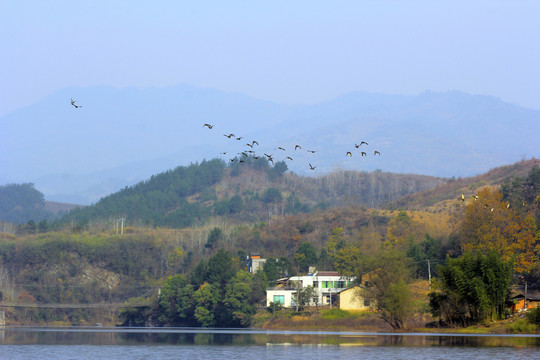 龙湖候鸟OM