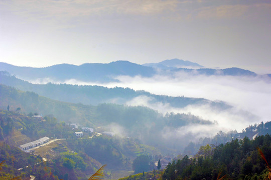 龙坝云雾Q