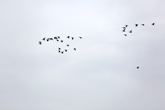 龙湖候鸟DE
