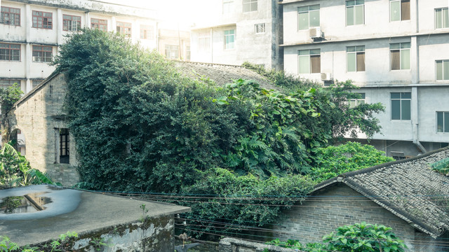 城市里榕树龟背竹植物覆盖老房子