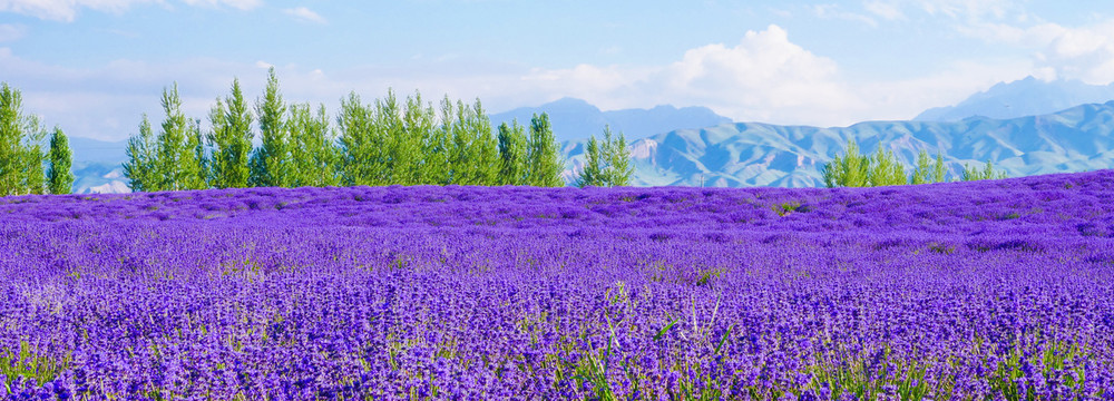 薰衣草花园