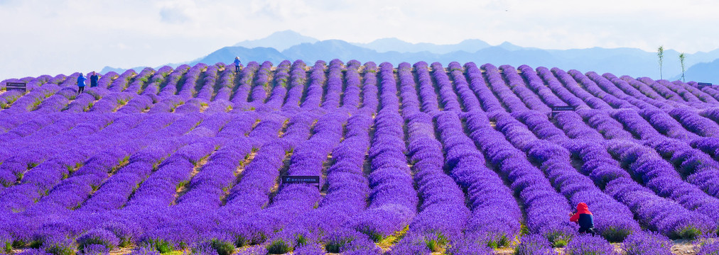 薰衣草花田