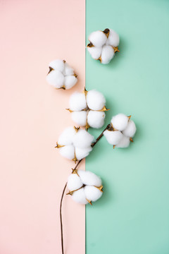 棉花彩色植物背景