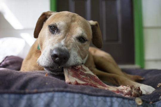 比特斗牛犬