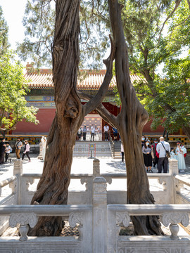 北京故宫连理树