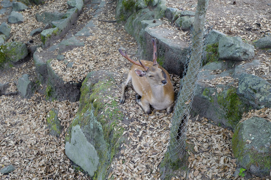 日本大阪奈良公园里的鹿