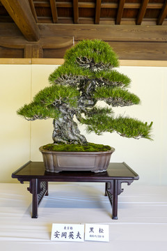 日本盆栽展览黑松