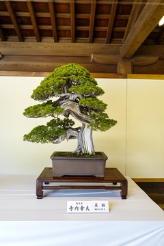 日本盆栽展览松柏