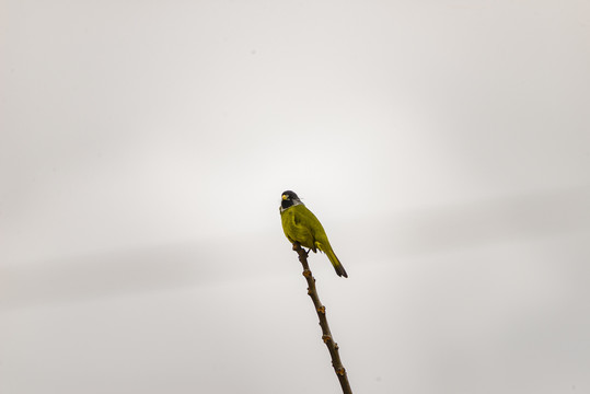 领雀嘴鹎