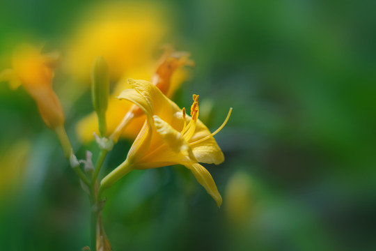 公园里盛开的萱草花