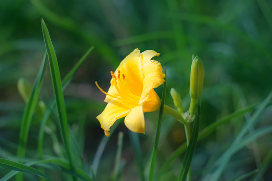 公园里盛开的萱草花