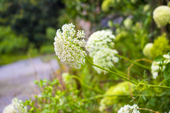 香白芷花