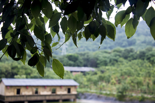 雨天的树叶