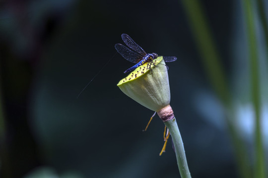 落在莲蓬上的一只蓝蜻蜓