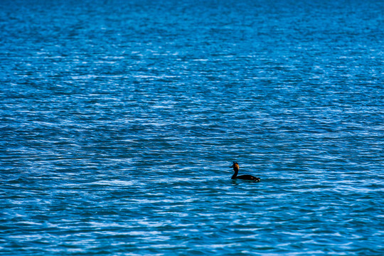 湖中的黑鸭子
