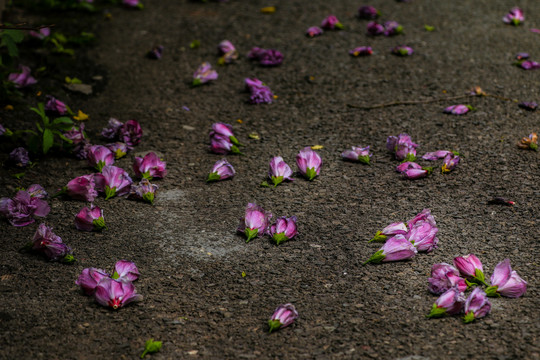 木槿花