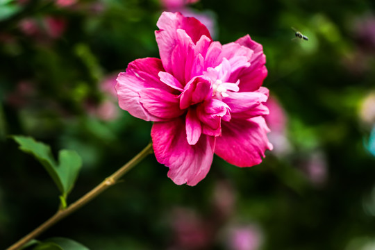 木槿花