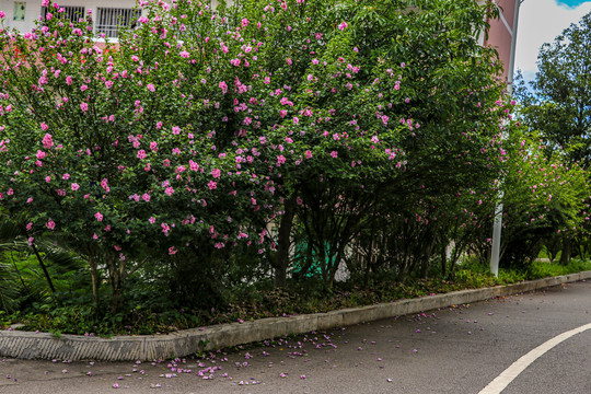 木槿花